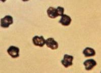 Entolomaspores