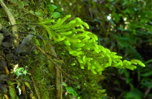 Braithwaiteasulcata0668a