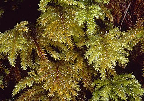 Hypnodendronarcuatum160a