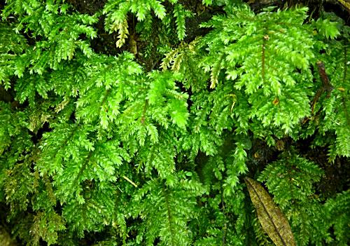 Hypnodendronarcuatum0475a