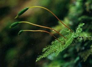 Hypnodendronarcuatum2