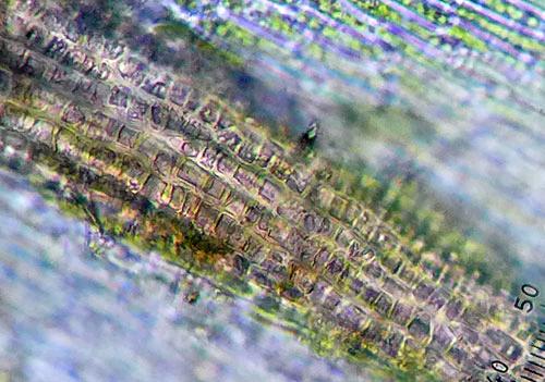 Hypnodendroncolensoi0990a