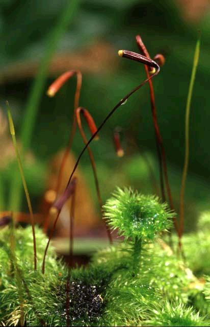 Hypnodendroncolensoi6