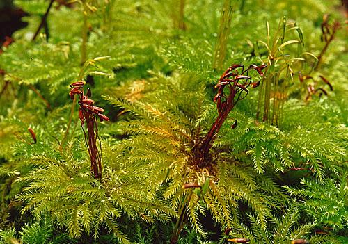 Hypnodendroncomatum164a