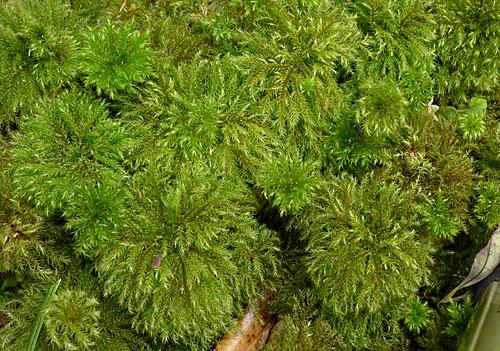 Hypnodendroncomatum0434a