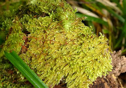 Rhapidorrhynchiumamoenum0442a