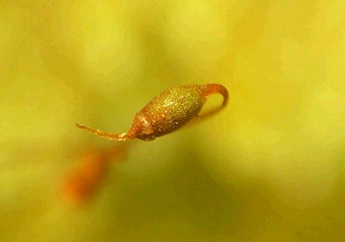 Rhapidorrhynchiumamoenum0509a