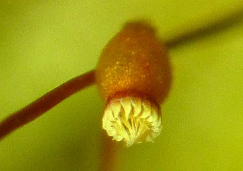 Rhapidorrhynchiumamoenum0517a